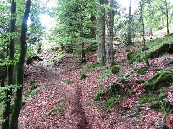Une section cool du sentier de l'IF avant et après c'est pas la même