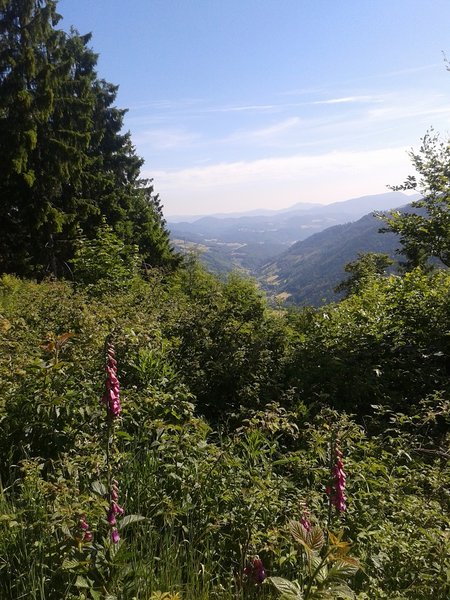 Digitales pourpres sur fond de Val D'argent