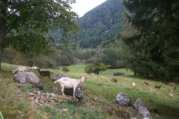 Rando Alpestre dans les Vosges 032.JPG