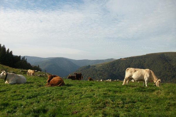 Rando Alpestre deans les Vosges 004.JPG