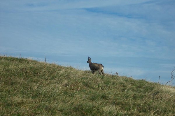 Rando Alpestre deans les Vosges 010.JPG
