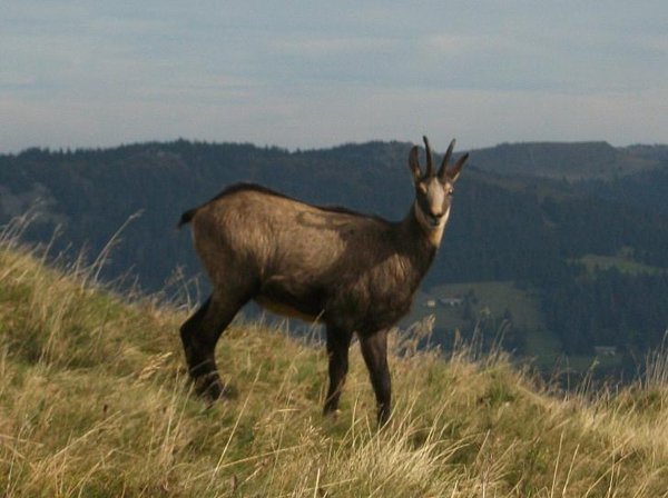 Rando Alpestre deans les Vosges 024.JPG
