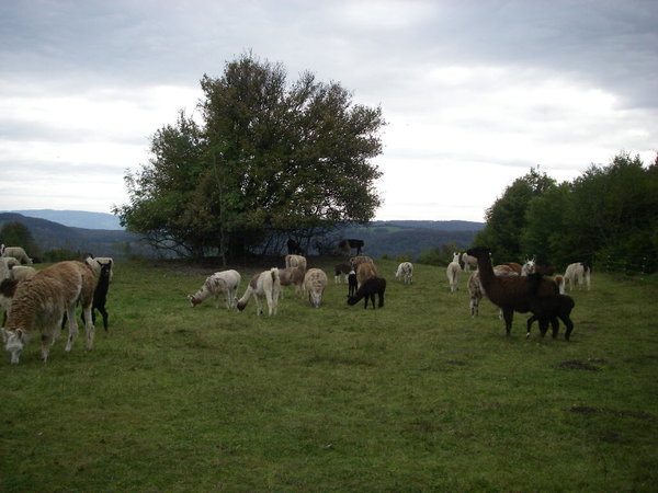 IMGP0002_2.JPG