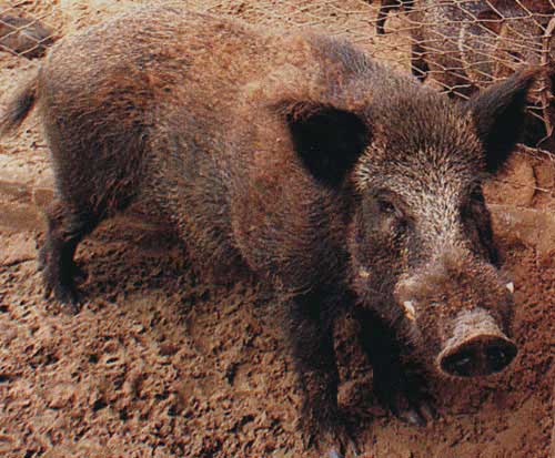 pecari_guyane.jpg