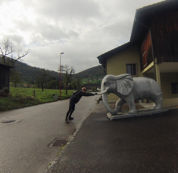 éléphant suisse