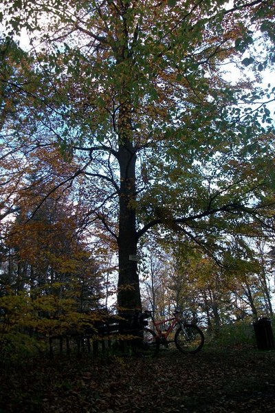 sortie automne 009.JPG