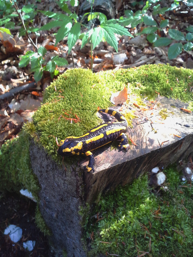 salamandre2.jpg