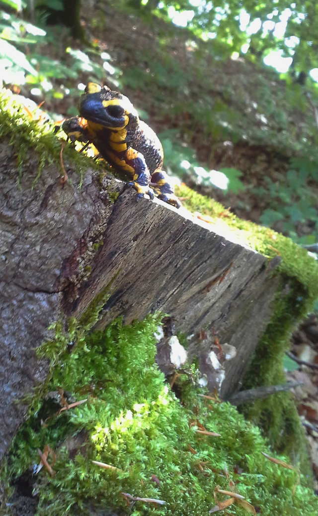 salamandre3.jpg