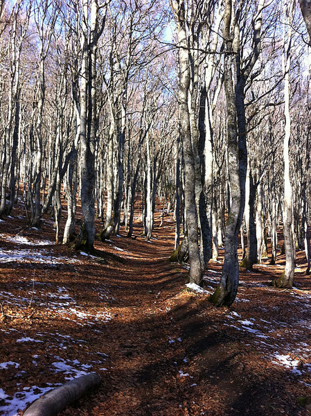 Ça va, on ne voit pas Adams devant entre les arbres