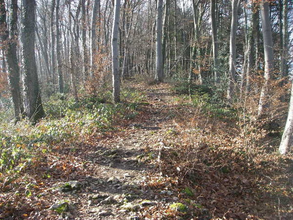 IMGP0091.JPG