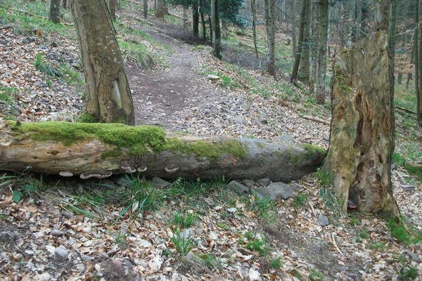 piste DH