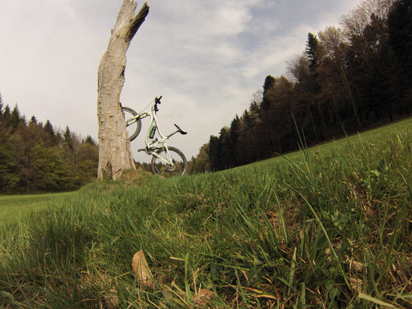 arbre3.JPG